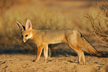 cape fox
