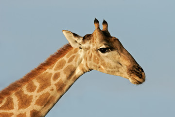 Obraz premium giraffe portrait
