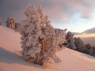 arbre givré
