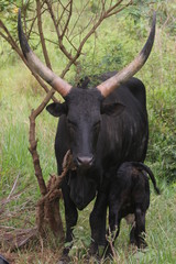Fototapeta na wymiar vache ougandaise et son petit