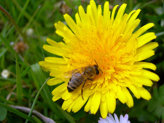bee at work
