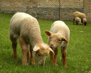 Naklejka na ściany i meble lamb twins