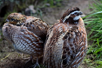 chucker partridge birds