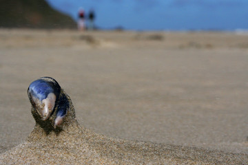 mussel in sand