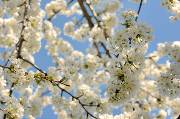 branche de cerisier en fleur