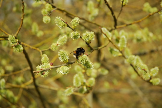 gadfly and flower
