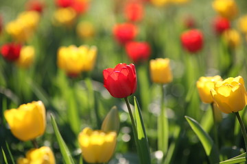 Fototapeta premium red and yellow tulips with shallow depth of field