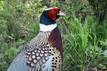sichnan pheasant