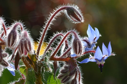 fleurs de bourrache