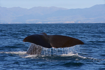 male whale tail