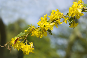 palo verde flowers