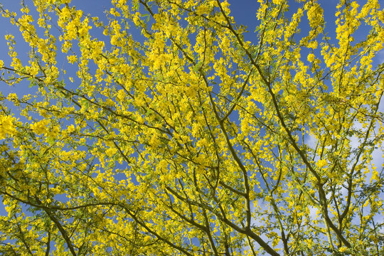 Arizona Palo Verde Crown