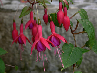 fiori di fuchsia - onagraceae