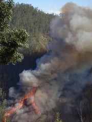 Fototapeta na wymiar pożar lasu pożar