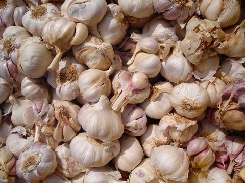 garlic background 01