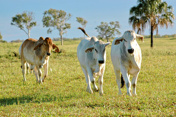 brahman cattle - 2880591