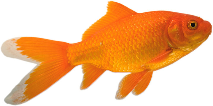 Bright pet goldfish swimming up that is isolated on a white background