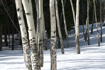 aspen