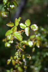 poison oak