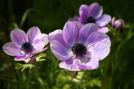 Fototapeta purple anemone spring flowers