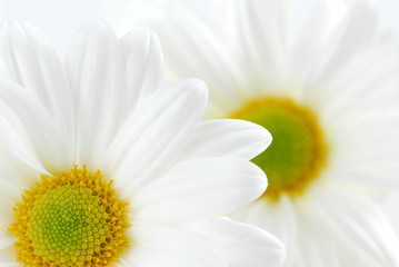 white daisies - Powered by Adobe
