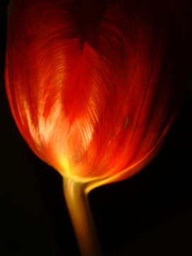 red tupil