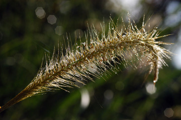 grass and water droplets