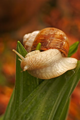 escargot de bourgogne en gros plan