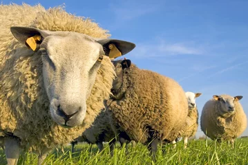 Papier Peint photo Lavable Moutons sheep on grass with blue sky