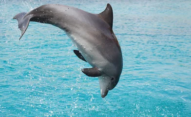  dolfijn_jump © Vadim_Rogol