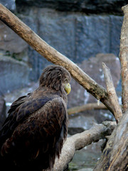 eagle  bird
