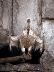 vulture  bird
