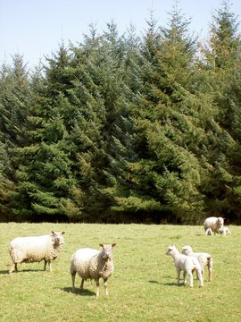 mouton et agneau