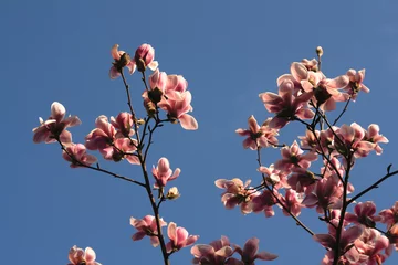 Fotobehang Magnolia magnolie