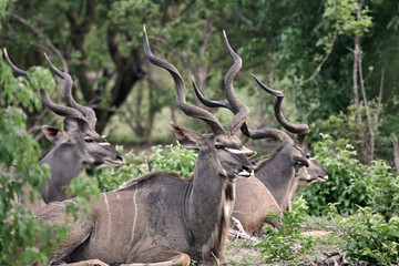 Naklejka na ściany i meble kudu antelopes