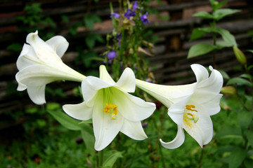 lily