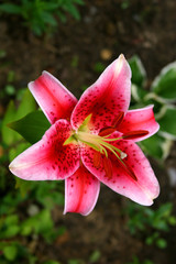 Fototapeta premium lily