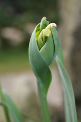 tulpe