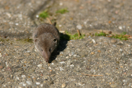 spitzmaus