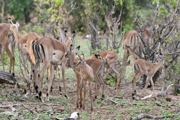 baby impala antelopes