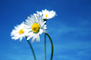 himmlische gänseblümchen