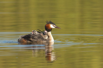 great crested grebe grèbe huppé bébé