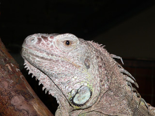 grüner leguan (iguana iguana)