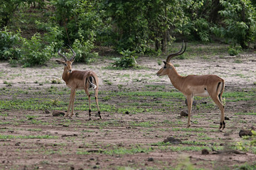 Naklejka na ściany i meble male impala antelopes