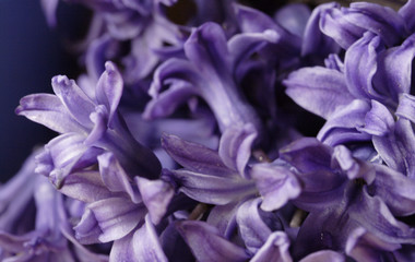 hyacinth