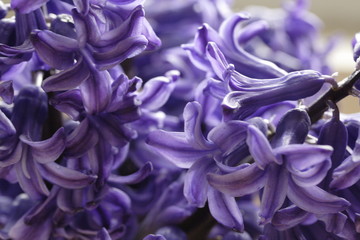 hyacinth