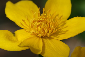 marsh marigold