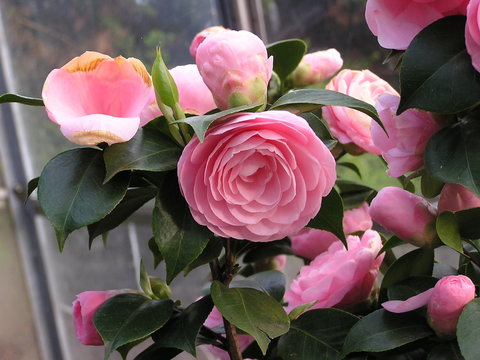 camelienbl&uuml;ten
