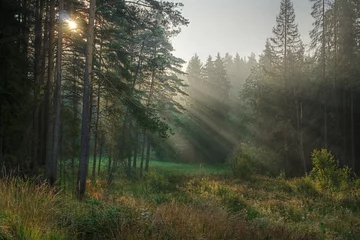 Zelfklevend Fotobehang rays © Podfoto