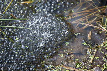 Fototapeta premium frog fry